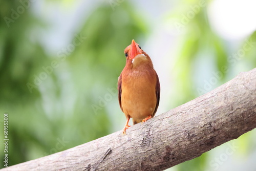 The ruddy kingfisher (Halcyon coromanda) is a medium-sized tree kingfisher, widely distributed in east and southeast Asia. This photo was taken in Java island(Halcyon coromanda minor). photo