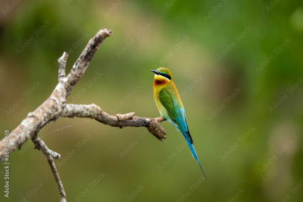 The Asian green bee-eater, also known as the little green bee-eater and green bee-eater in Sri Lanka, is a passerine bird in the bee-eater family. The Asian green bee-eater, also known as the little green bee-eater and green bee-eater in Sri Lanka, is a passerine bird in the bee-eater family.