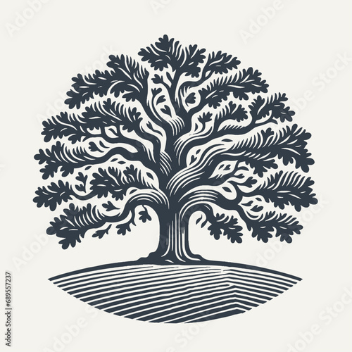 Oak tree. Vintage woodcut engraving style vector illustration. photo