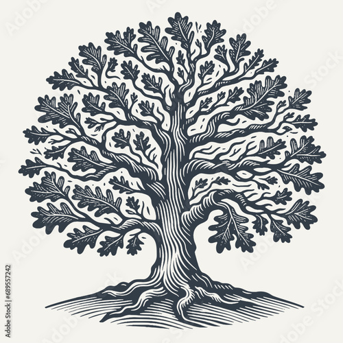 Oak tree. Vintage woodcut engraving style vector illustration.