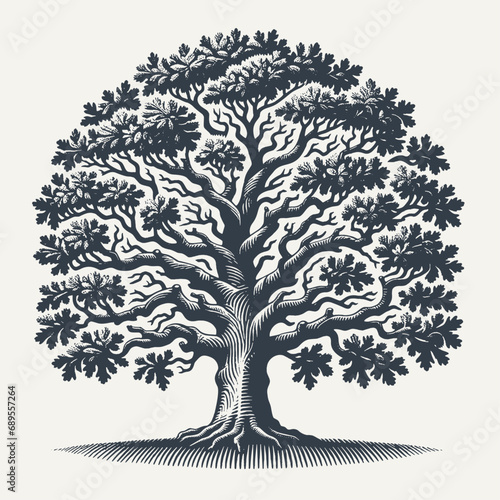 Oak tree. Vintage woodcut engraving style vector illustration.