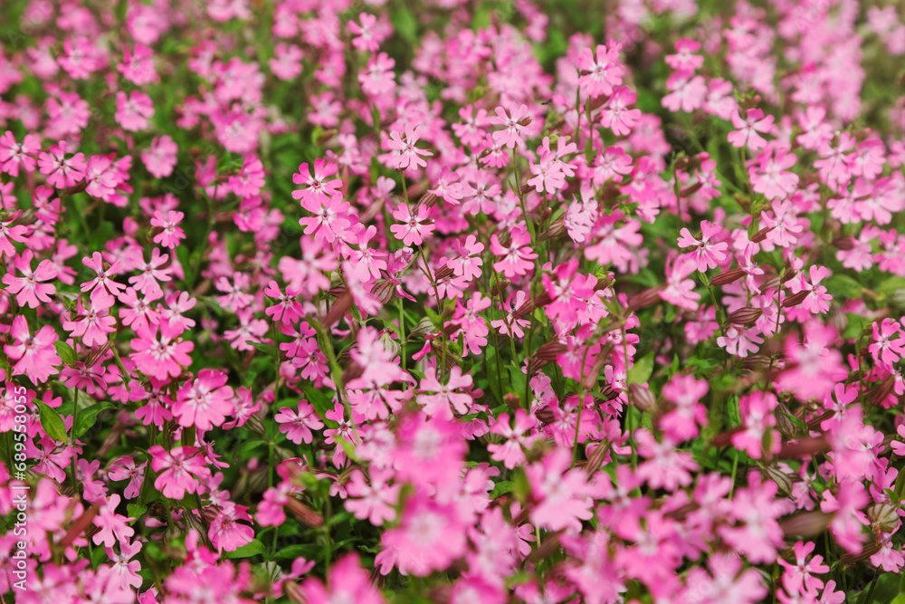 The texture of tiny pink flowers . Pink cosmos