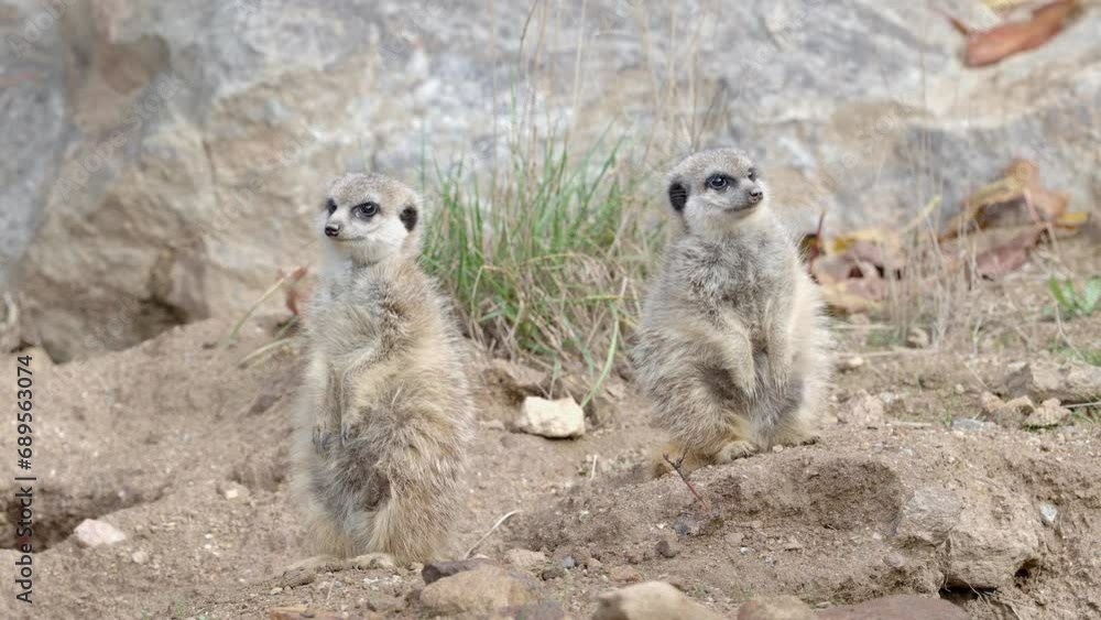 Suricata standing on a guard. Curious meerkat (Suricata suricatta). Suricata standing on a guard. Curious meerkat (Suricata suricatta).