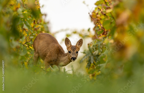 portrait d'un magnifique chevreuil sauvage regardant le photographe entre deux rangs de vignes avec les couleurs d'automne