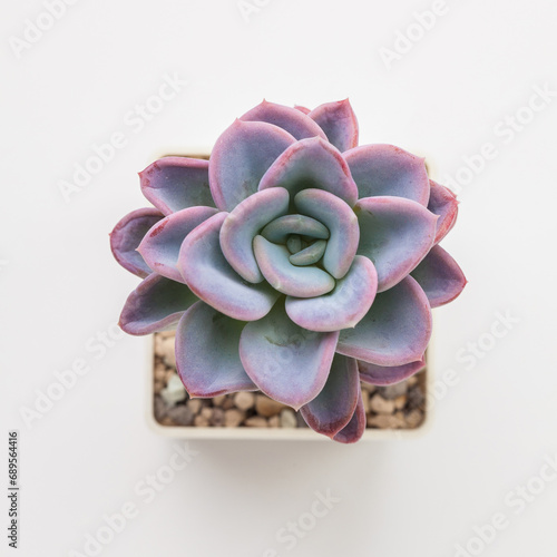 Natural Echeveria Orpett Succulent houseplant in pot top view photo