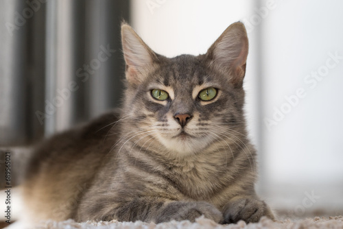 Grey cat lying on on the carpet indoor © millaf