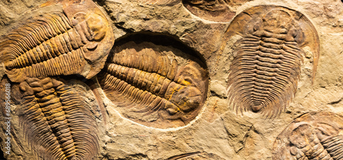 Obraz na płótnie Fossil of Trilobite - Acadoparadoxides briareus - ancient fossilized arthropod on rock. w salonie