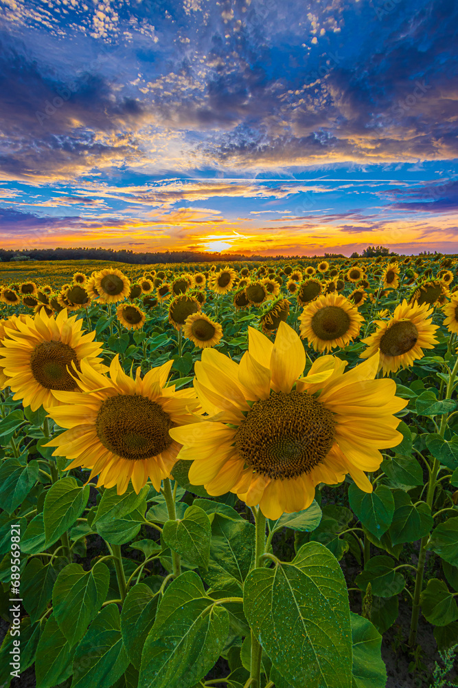 Fototapeta premium Landscape in summer evening. Sunset over a field with rows of many sunflowers in bloom. Money opened blossom of the flower of a crop. Colorful clouds in the sky
