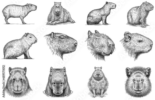 Vintage engraving isolated capybara set illustration rodent ink sketch. Gnawer background silhouette art. Black and white hand drawn image photo