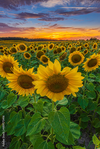 Fototapeta Naklejka Na Ścianę i Meble -  Evening mood of a landscape. Field with lots of sunflowers at sunset. red yellow orange clouds in the blue sky. Crops with opened yellow petals and sunflower seeds