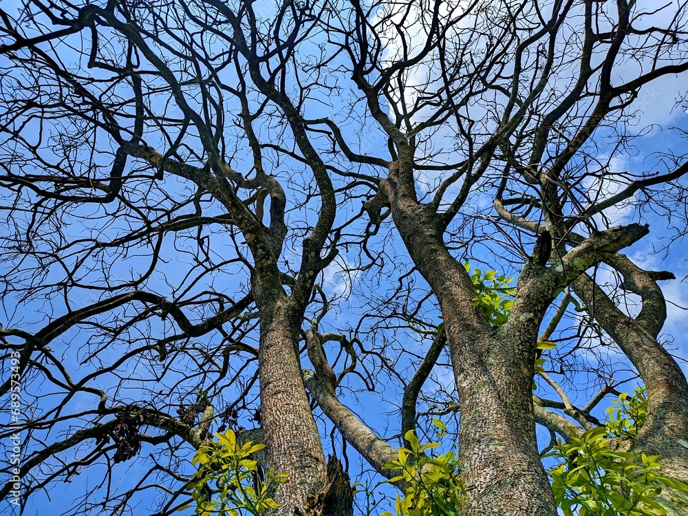 The beautiful shape of a tree branch that dries up because it sheds its leaves during the summer drought The beautiful shape of a tree branch that dries up because it sheds its leaves during the summer drought