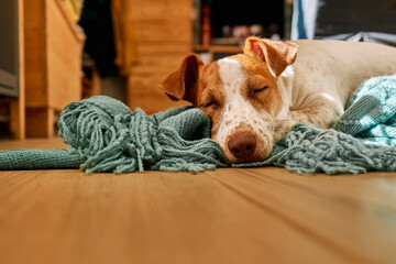 Young dog jack russell terrier sleeping on turquoise knitted plaid on the parquet floor of living room in a sunny day.