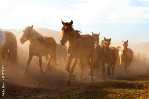 A herd of horses running in Inner Mongolia photo
