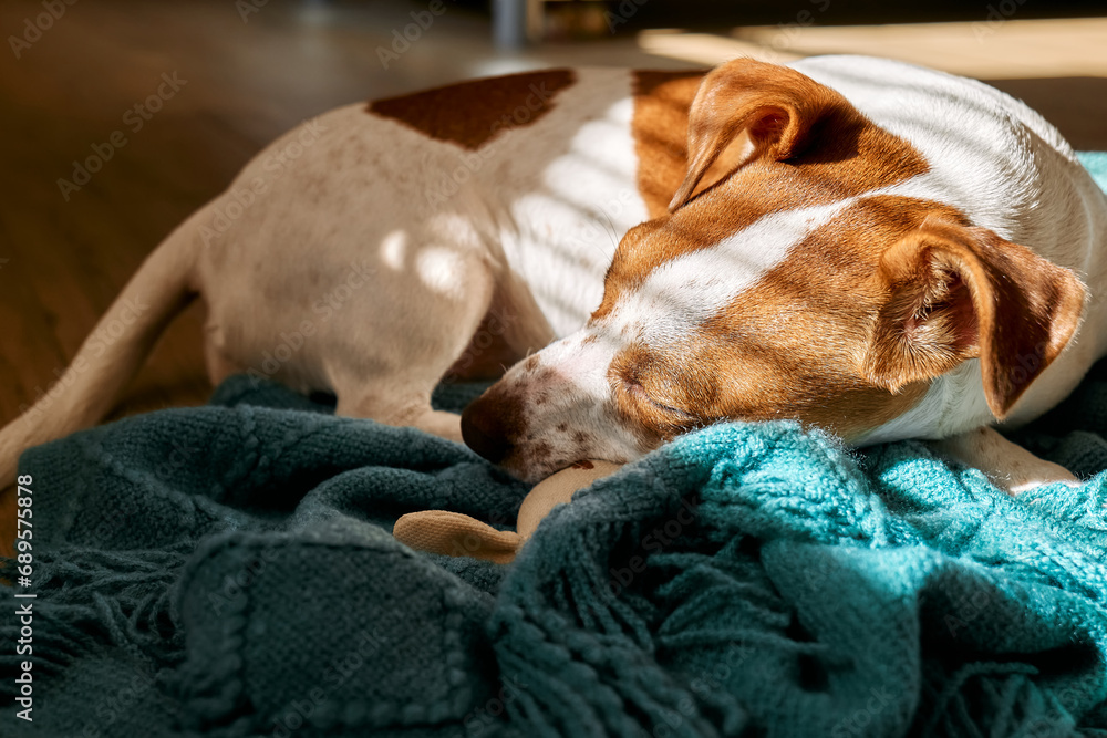 Close up portrait of young dog jack russell terrier sleeping under turquoise knitted plaid on the parquet floor in sunny day. - obrazy, fototapety, plakaty 