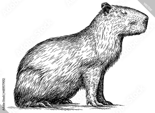 Vintage engraving isolated capybara set illustration rodent ink sketch. Gnawer background silhouette art. Black and white hand drawn vector image