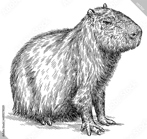 Vintage engraving isolated capybara set illustration rodent ink sketch. Gnawer background silhouette art. Black and white hand drawn vector image