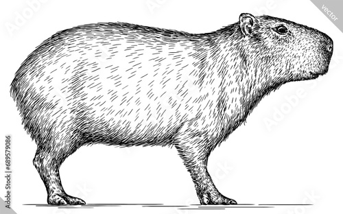 Vintage engraving isolated capybara set illustration rodent ink sketch. Gnawer background silhouette art. Black and white hand drawn vector image