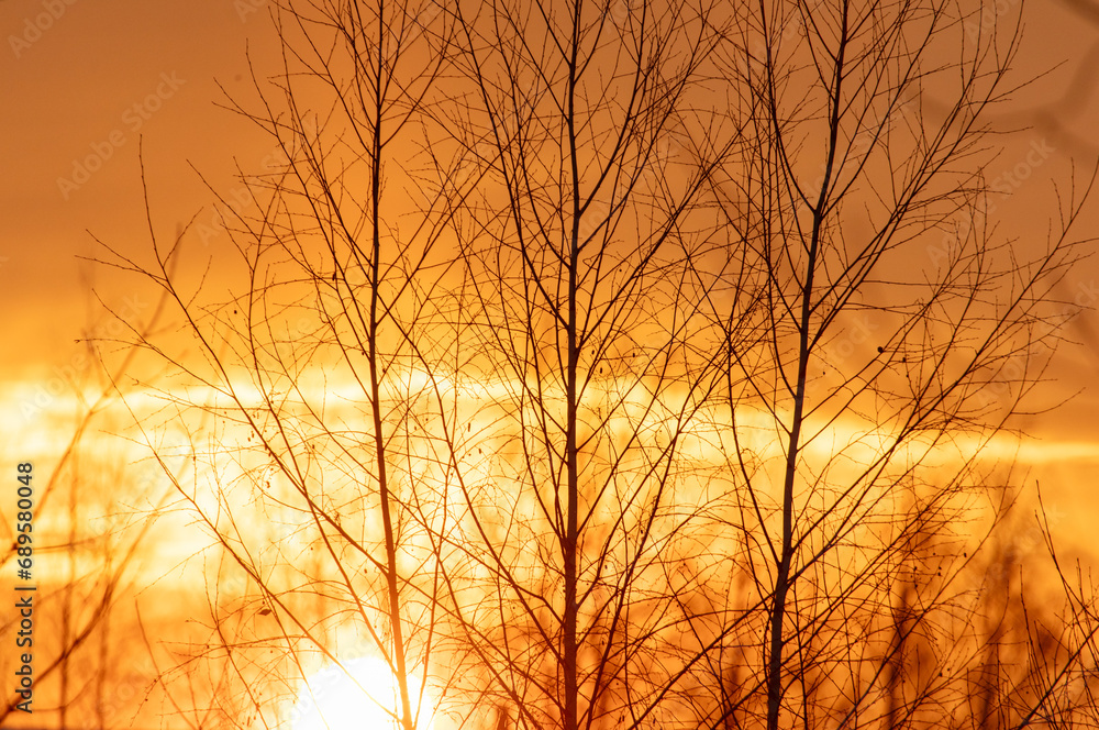 Bare tree branches at sunset in winter Bare tree branches at sunset in winter