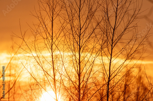 Bare tree branches at sunset in winter