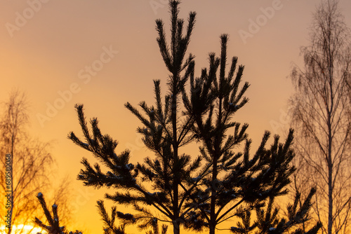 Silhouette of pine branches at sunset