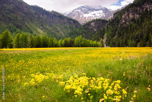 Green meadow with flowers in mountain valley in summer