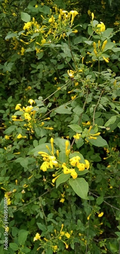 yellow flowers in the garden