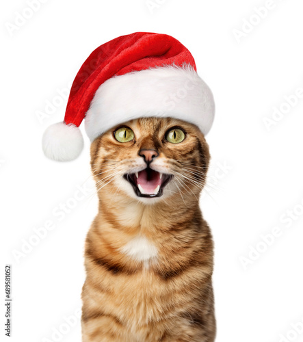 A joyful cat in a Santa hat smiles. © Svetlana Rey