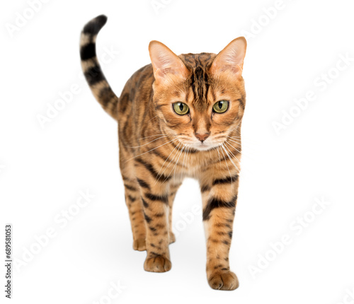 Bengal cat walks towards the camera, isolated on a transparent background.