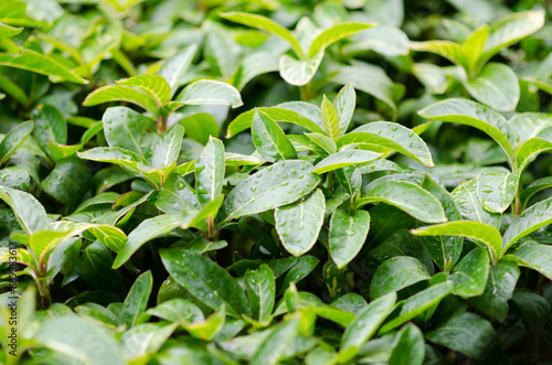 water drop rain on green leaf nature background. photo