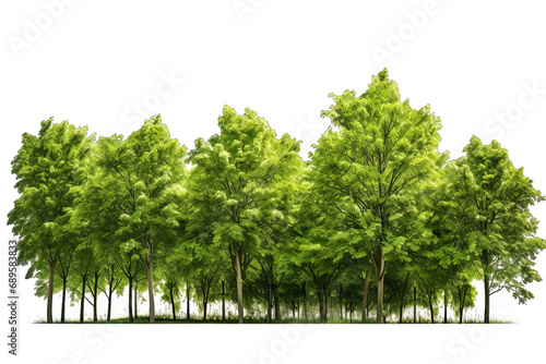 Green Trees Isolated © Ariestia