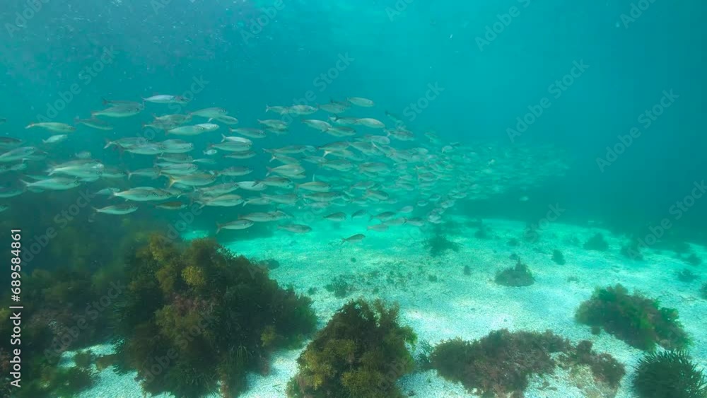A school of fish (bogue Boops boops) underwater in the Atlantic ocean, natural scene, Spain, Galicia, Rias Baixas, 59.94fps A school of fish (bogue Boops boops) underwater in the Atlantic ocean, natural scene, Spain, Galicia, Rias Baixas, 59.94fps