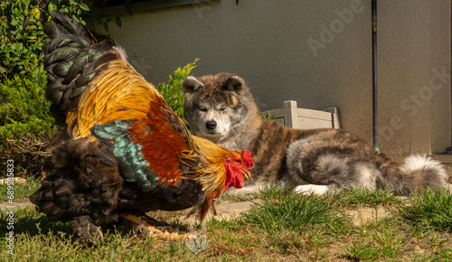 portrait en extérieur d'un chien akita regardant un magnifique coq passant devant le chien