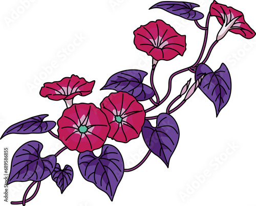 紫陽花（hydrangea）