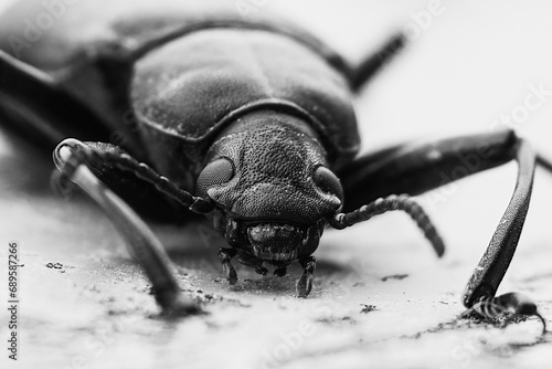black beetle macro photo