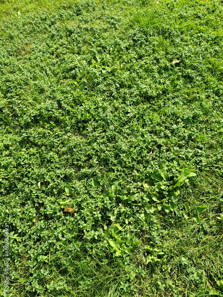 Green grass background Green grass background