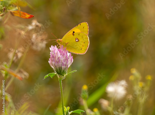 portrait macro d'un joli papillon jaune et mauve dans une formidable nature 
