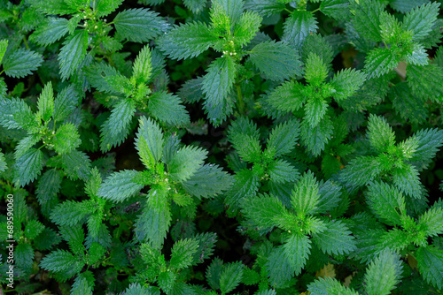 Urtica urens. Lesser nettle plants in autumn with their stinging hairs. photo