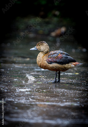 dendrocygne fauve en pleine toilette matinale