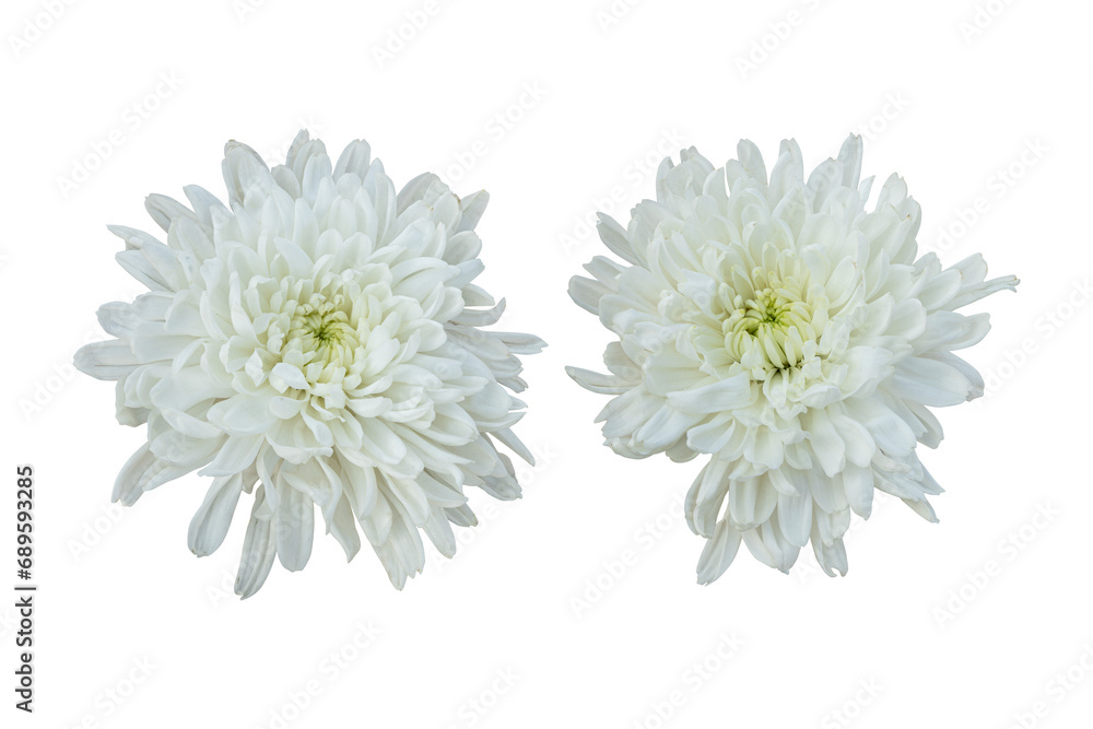 White chrysanthemum flowers isolated on transparent background White chrysanthemum flowers isolated on transparent background