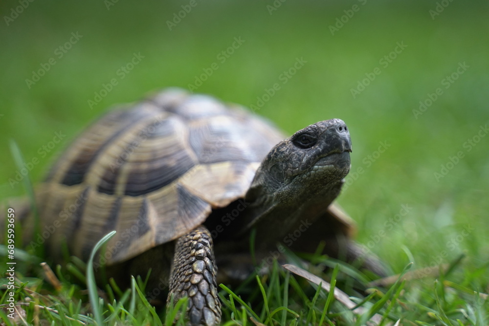 Schildkröte fotografiert in Sveti Naum, Ohrid, Mazedonien (Свети Наум, Shën Naum) Schildkröte fotografiert in Sveti Naum, Ohrid, Mazedonien (Свети Наум, Shën Naum)