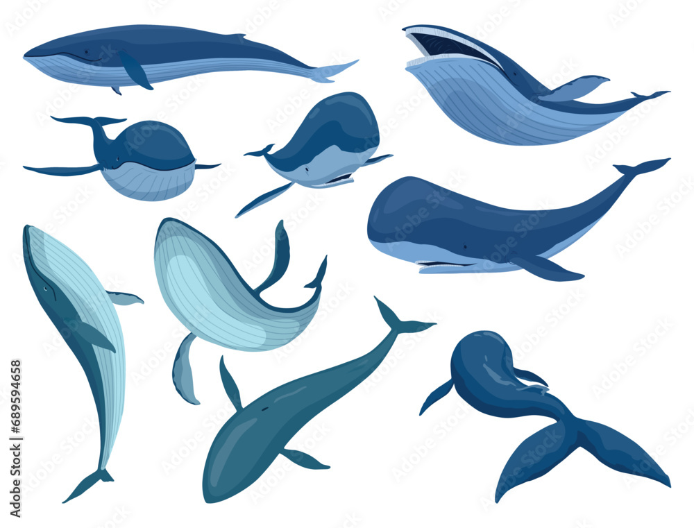 Set of blue whale, aquatic mammals. Awesome marine animals. Cartoon vector graphics. Isolated drawing illustration on white background Set of blue whale, aquatic mammals. Awesome marine animals. Cartoon vector graphics. Isolated drawing illustration on white background