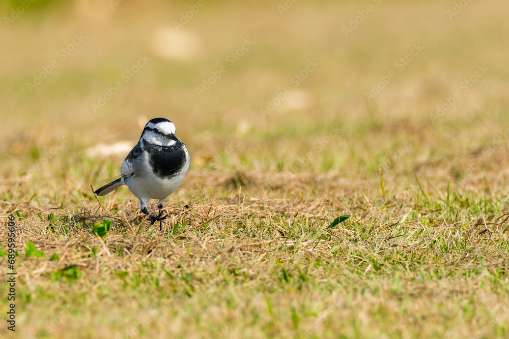 Obraz premium ハクセキレイ