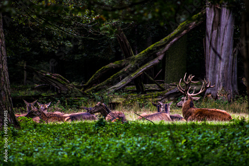 Familie von Hirschen und Rehen im Wald photo