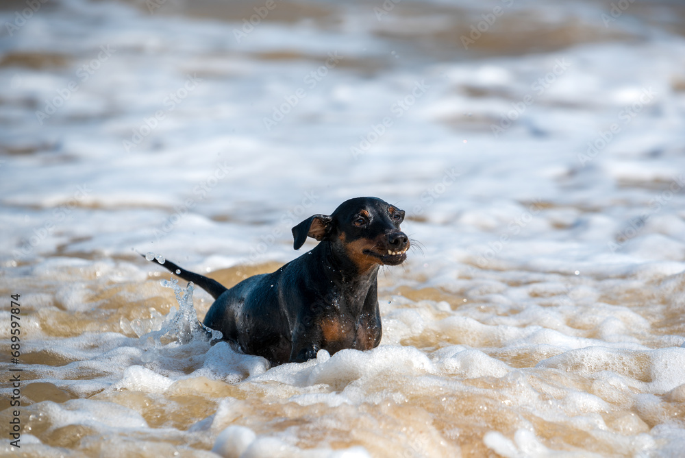 Doberman dog puppy swims in dirty water during a flood Doberman dog puppy swims in dirty water during a flood