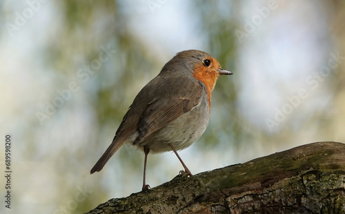 A robin standing on a log in a woodland against a defocused background. 