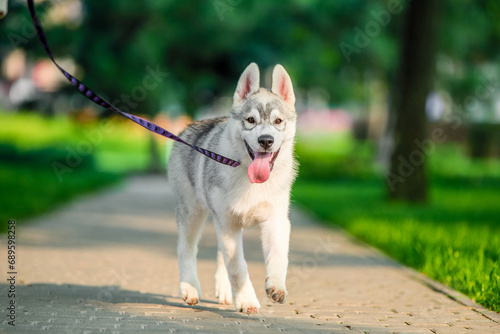 Siberian husky puppy on colored leash walk in the park in summer © Sofiia