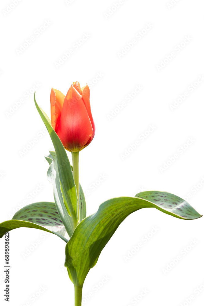 Red large tulip bud. Close-up. Isolated Red large tulip bud. Close-up. Isolated
