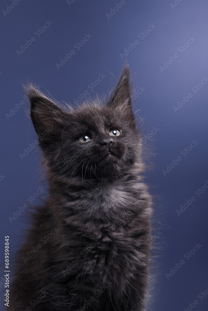 A black Maine Coon kitten with tufted ears and bright eyes stands alert against a blue backdrop. cat in sttudio