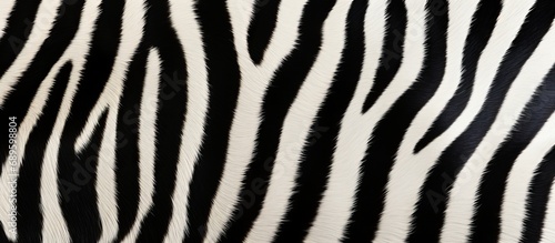 Zebra fur stripes pattern background