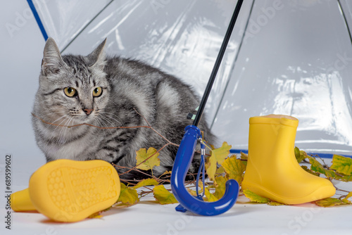 gray tabby cat with autumn leaves and yellow rubber boots under a transparent umbrella with a blue handle